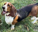 Small #5 Basset Hound