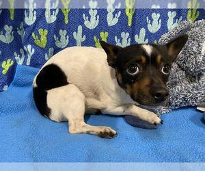 Chihuahua-Unknown Mix Dogs for adoption in Modesto, CA, USA