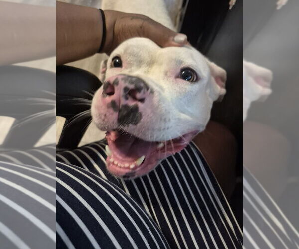 Medium Photo #3 American Pit Bull Terrier-Unknown Mix Puppy For Sale in Evansville, IN, USA