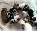Small Photo #27 Miniature Australian Shepherd Puppy For Sale in BONNERS FERRY, ID, USA