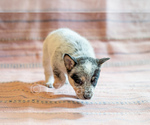 Small Photo #36 Cowboy Corgi Puppy For Sale in HOPKINSVILLE, KY, USA