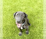 Small Labrador Retriever Mix