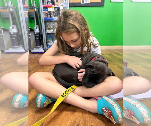 Medium Photo #2 American Pit Bull Terrier-Unknown Mix Puppy For Sale in Germantown, OH, USA