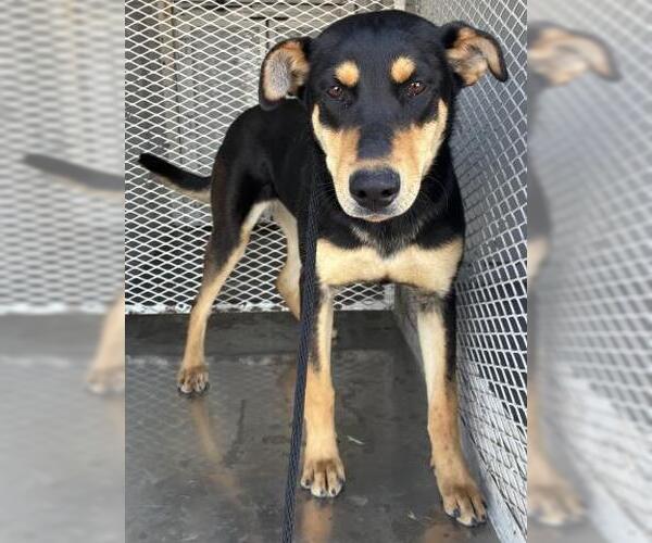 Medium Photo #1 Doberman Pinscher-Unknown Mix Puppy For Sale in Bakersfield, CA, USA