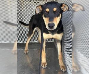 Doberman Pinscher-Unknown Mix Dogs for adoption in Bakersfield, CA, USA
