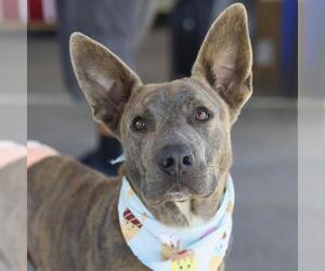 American Staffordshire Terrier Dogs for adoption in San Antonio, TX, USA