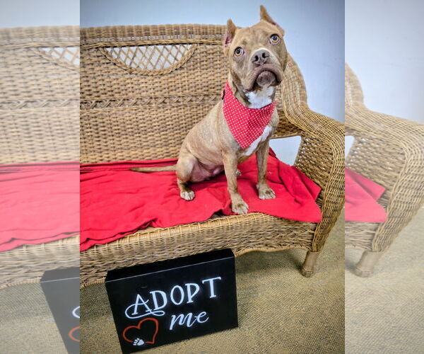Medium Photo #7 American Pit Bull Terrier-Unknown Mix Puppy For Sale in Rockaway, NJ, USA