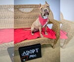 Small #6 American Pit Bull Terrier Mix