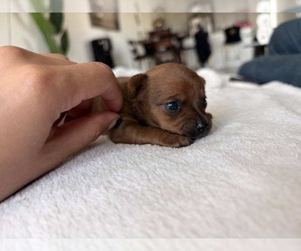 Medium Photo #50 Chihuahua Puppy For Sale in SAN ANTONIO, TX, USA