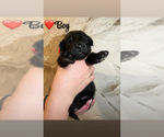 Small #10 Native American Indian Dog-Schnauzer (Giant) Mix
