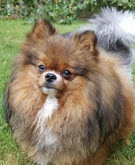 Mother of the Pomeranian puppies born on 09/06/2018