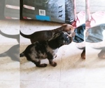 Small Photo #13 Labrador Retriever-Red Heeler Mix Puppy For Sale in CEDAR CITY, UT, USA