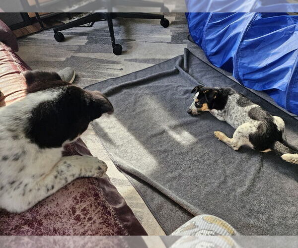 Medium Photo #2 Australian Shepherd-Unknown Mix Puppy For Sale in Springdale, PA, USA