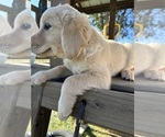 Small #4 Golden Retriever