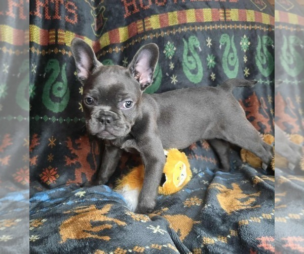 Medium Photo #9 French Bulldog Puppy For Sale in GRAND FORKS, ND, USA