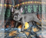 Small #8 French Bulldog