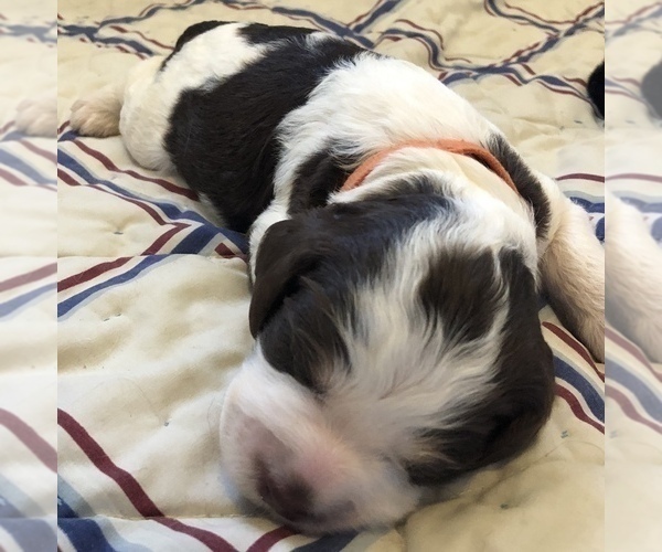Medium Photo #13 Springerdoodle Puppy For Sale in ANZA, CA, USA