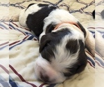 Small Photo #13 Springerdoodle Puppy For Sale in ANZA, CA, USA