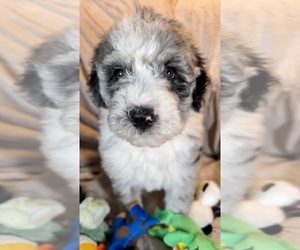 Bernedoodle-Sheepadoodle Mix Puppy for Sale in WOODSIDE, New York USA