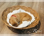 Puppy Rosie Golden Retriever