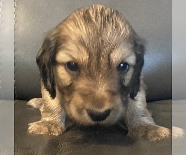 Medium Photo #6 Dachshund Puppy For Sale in SAVANNAH, TX, USA