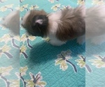 Small Photo #10 Shih Tzu Puppy For Sale in FORT WORTH, TX, USA