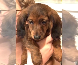 Dachshund Dog for Adoption in NORTHFIELD, Ohio USA