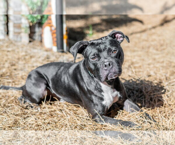 Medium Photo #3 Boxer-Unknown Mix Puppy For Sale in Hilton Head, SC, USA