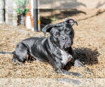 Small #2 Boxer Mix