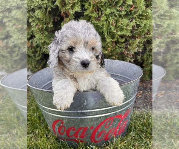 Medium Photo #2 Cockapoo (Toy) Puppy For Sale in MIDDLEBURY, IN, USA