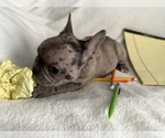 Small #7 French Bulldog