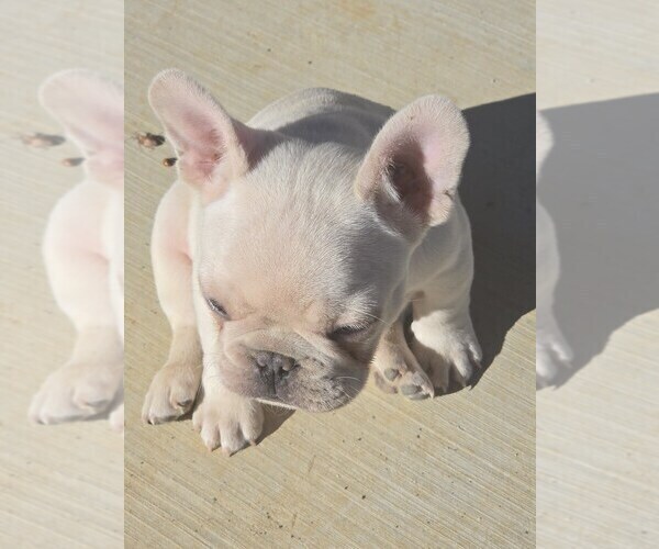 Medium Photo #3 French Bulldog Puppy For Sale in GREENEVILLE, TN, USA