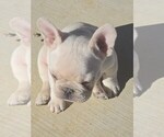 Small #2 French Bulldog
