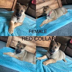 German Shepherd Dog Puppy for sale in HUNTINGTON, IN, USA