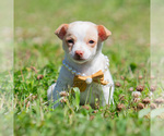 Small Photo #82 Chihuahua Puppy For Sale in WARSAW, IN, USA