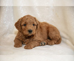 Small #1 Goldendoodle (Miniature)