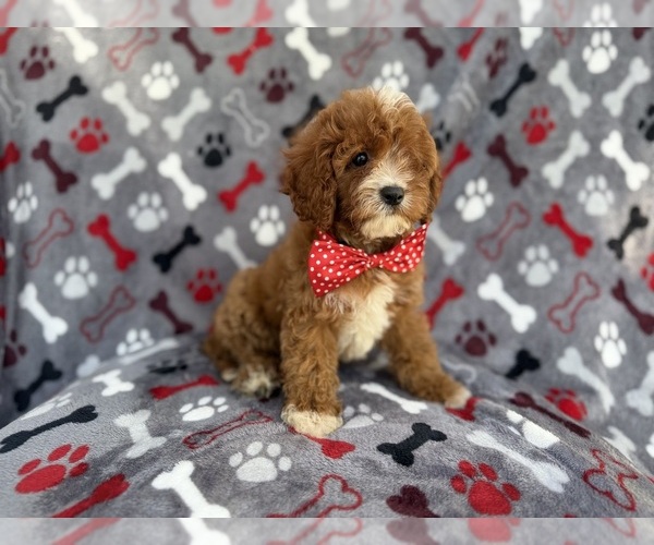 Medium Photo #7 Cavapoo (Miniature) Puppy For Sale in LAKELAND, FL, USA