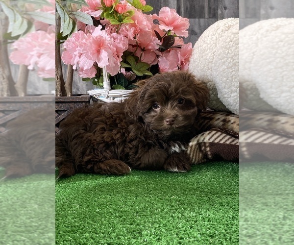 Medium Photo #2 Havanese Puppy For Sale in CANOGA, NY, USA