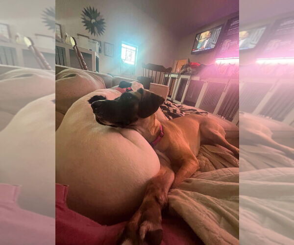 Medium Photo #3 Great Dane-Unknown Mix Puppy For Sale in Bullard, TX, USA