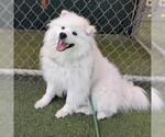 Small American Eskimo Dog
