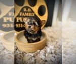 Small #3 Yorkshire Terrier