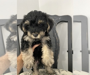 YorkiePoo Puppy for sale in HENDERSON, TX, USA