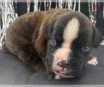 Small #1 Boxer