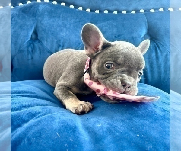 Medium Photo #9 French Bulldog Puppy For Sale in FRESNO, CA, USA