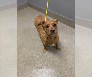 Chihuahua-Unknown Mix Dogs for adoption in Las Vegas, NV, USA