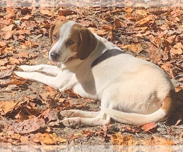 Medium Photo #2 Beagle-Unknown Mix Puppy For Sale in Mooresville, NC, USA