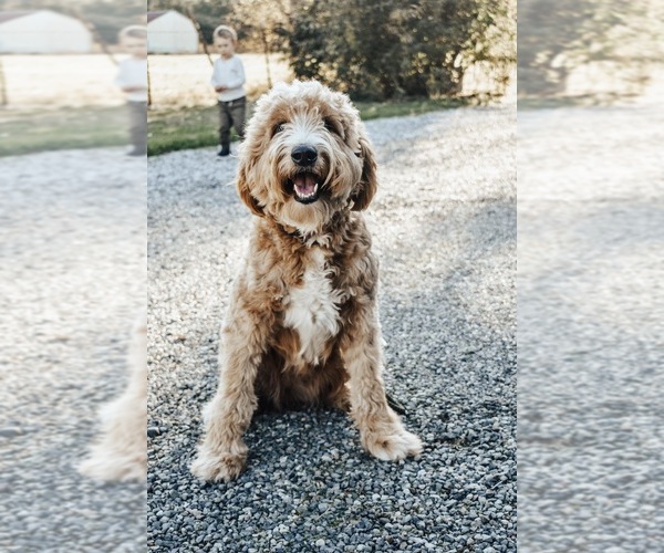 Medium Photo #1 Goldendoodle Puppy For Sale in FERNDALE, WA, USA