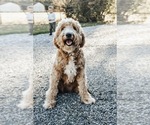Small Photo #1 Goldendoodle Puppy For Sale in FERNDALE, WA, USA