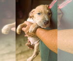 Small Photo #2 Mutt Puppy For Sale in Jackson, MS, USA