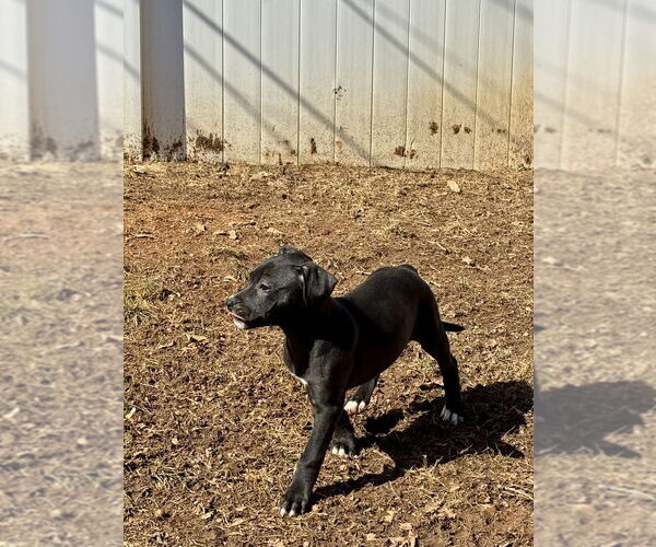 Medium Photo #4 Mutt Puppy For Sale in Mooresville, NC, USA